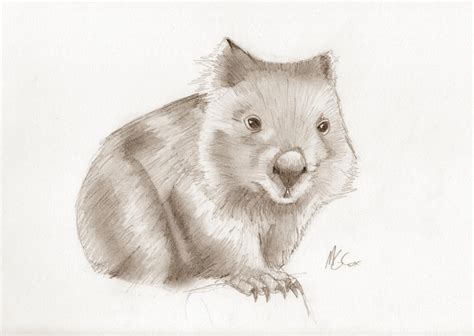 Wombat sketch by GogglesOfEscape on DeviantArt