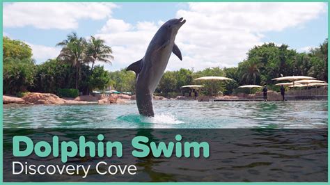 Discovery Cove Dolphin Swim Experience | Discovery Cove Orlando - YouTube