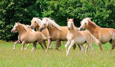 Haflinger Horse Breed Profile - Color, Temperament & Price - Helpful Horse Hints