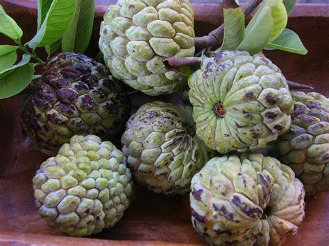 Atis (Sugar Apples) benefits for health and body, skin, hair and Side effects