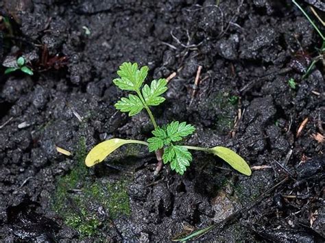 Conium maculatum_poison hemlock_seedling_JM DiTomaso – California Invasive Plant Council