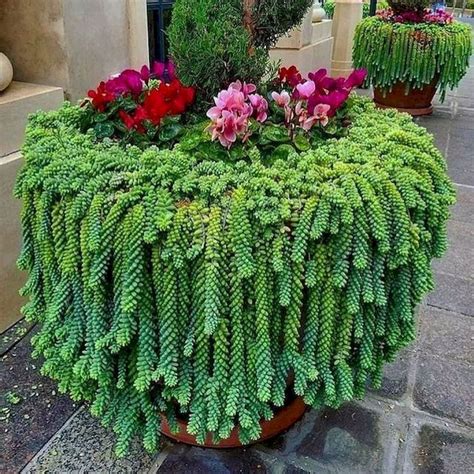 Best Succulent Gardens Designs | Succulent garden design, Plants ...