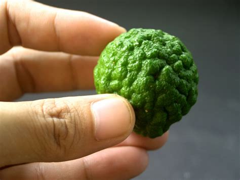 Bergamot Fruit Free Stock Photo - Public Domain Pictures