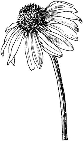 Echinacea purpurea or Purple coneflower coloring page | Free Printable ...