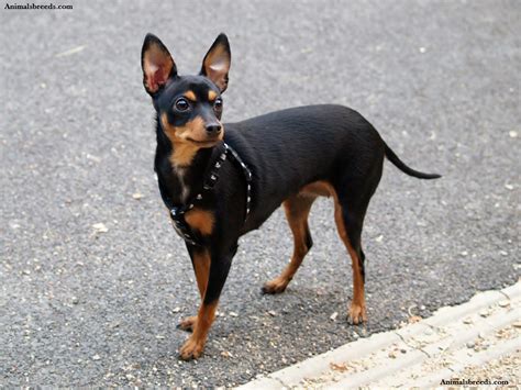 Miniature Pinscher - Puppies, Rescue, Pictures, Information ...