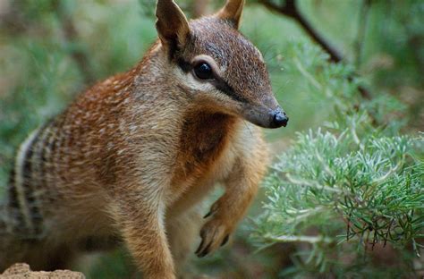 How To Feed A Numbat: Zoo Cookery Aids Endangered Species : The Salt : NPR