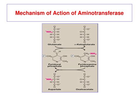 PPT - Amino Acids : Disposal of Nitrogen PowerPoint Presentation, free download - ID:5598905