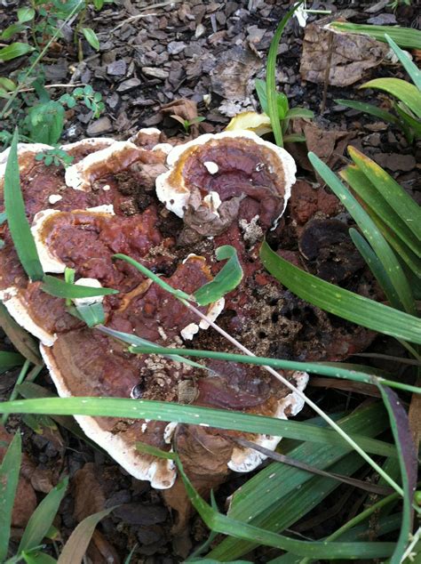 possible reishi - Mushroom Hunting and Identification - Shroomery Message Board