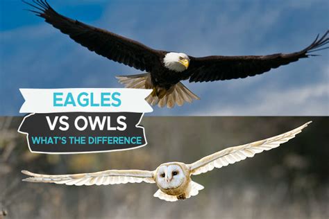 Eagle vs owl [What the Difference and How to Identify Them ...