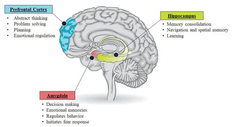 Amygdala And Hippocampus And Prefrontal Cortex