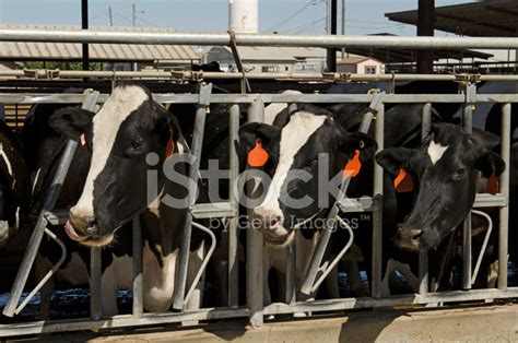 Holstein Stock Photo | Royalty-Free | FreeImages