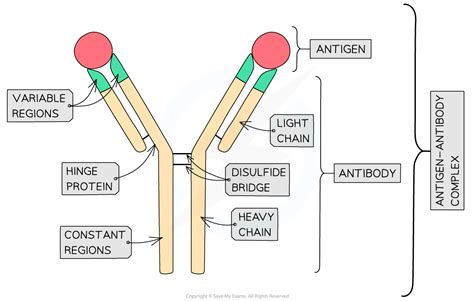 AQA A Level Biology复习笔记2.5.9 Antigen-Antibody Complex-翰林国际教育