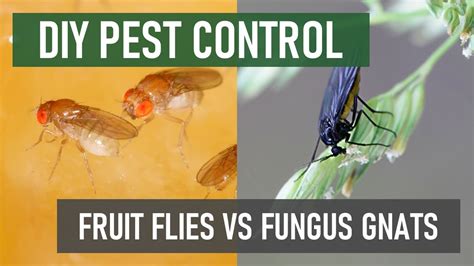 Tiny Kitchen Flies: Fruit Flies VS Fungus Gnats - YouTube