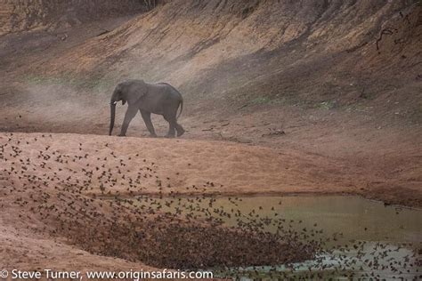 Wildlife Abounds in Zakouma To put it simply, Chad is one of the most exciting countries in all ...