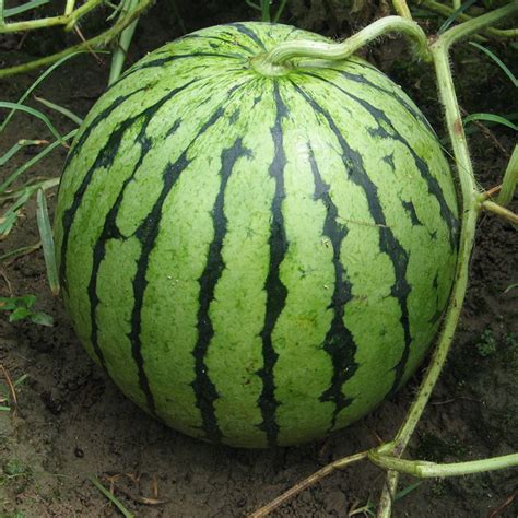 2020 12 Kinds Rare Chinese Watermelon Seeds To Choose Delicious Fruit ...