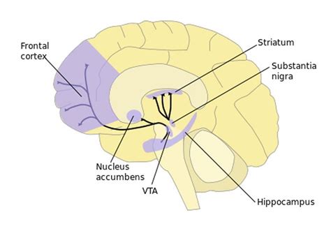 catalepsy News Research Articles