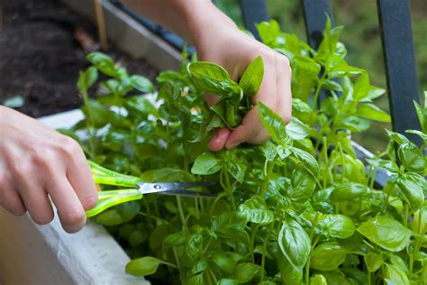 How to Grow Basil Indoors [Tips for Cuttings & Seeds!] - Grow Your Yard