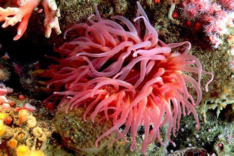 Sea anemone sting cells could inspire new drug-delivery systems ...