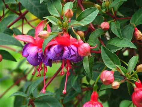 Pink Fuchsia stock photo. Image of flower, green, botany - 118021420