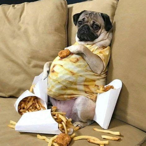 Photo | Love memes funny, Pugs, Memes