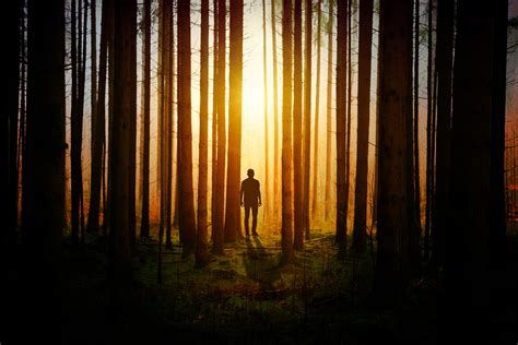 Silhouette Of A Man In Woods Covered By Tress Sunbeams, HD Photography ...