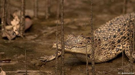 Spot Crocodiles in their Natural Habitat at these Places ...