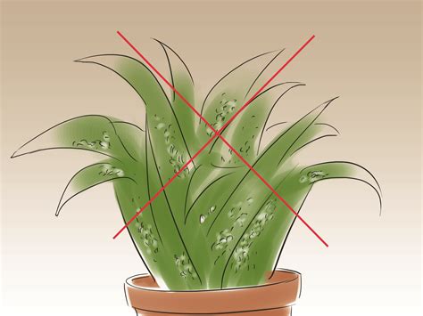 How to Control Mealybugs on Indoor Plants: 7 Steps