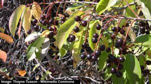 Chokecherry Tree: Leaves, Fruit, Flowers (Pictures) – Identification