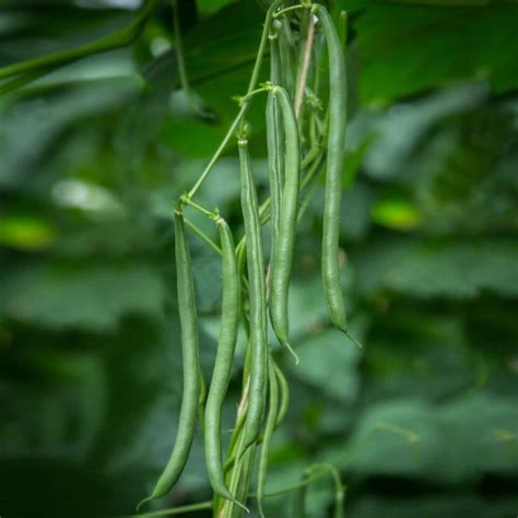 Blue Lake Pole Beans - Minneopa Orchards