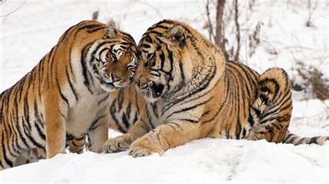 Siberian Tiger Vs Bengal Tiger