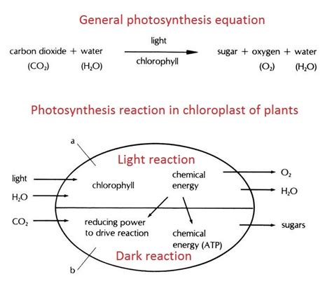 Gallery For > Equation For Photosynthesis