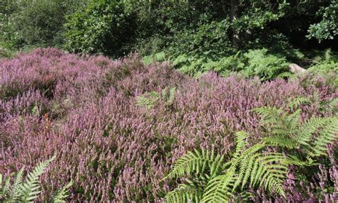 Great Bentley Village Green: a once and future Essex heathland? | Chris ...