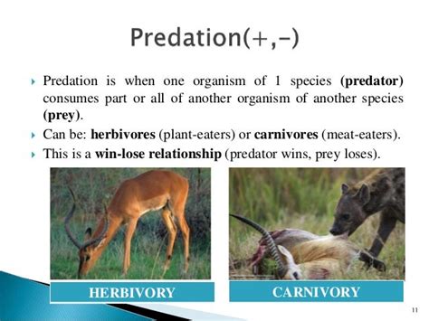 Species Interaction