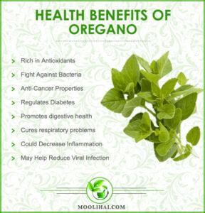 Science-Based Health Benefits of Oregano | Origanum Vulgare | Moolihai