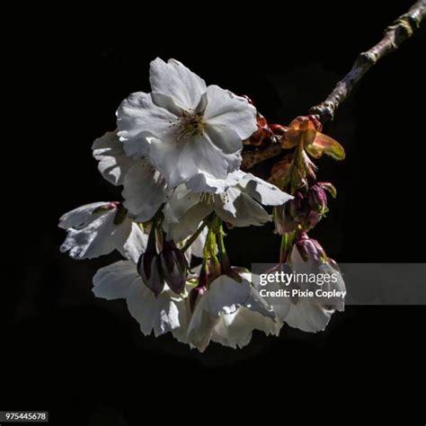 164 Black Cherry Tree Leaves Stock Photos, High-Res Pictures, and ...