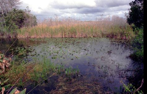 Miccosukee Tribe chairman speaks out on Everglades water quality – Sun Sentinel