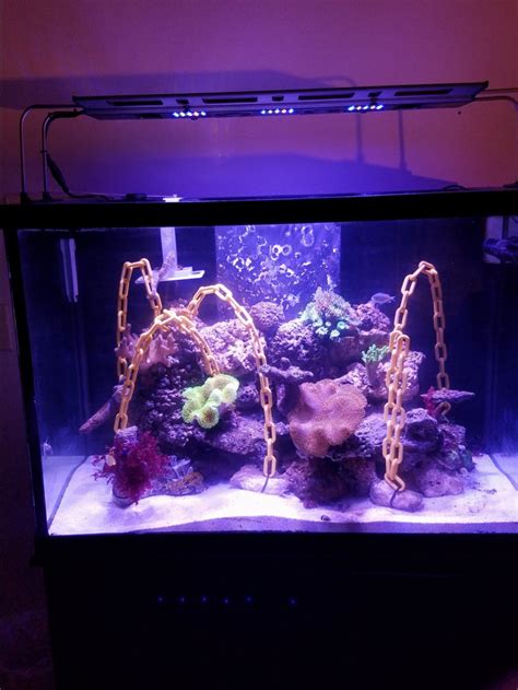 Tech 70 seahorse tank | Reef2Reef