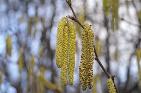 Hazelnut Plant Common Hazel Early - Free photo on Pixabay