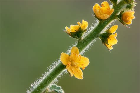 Common Agrimony 'Agrimonia eupatoria' - Wild Your Garden