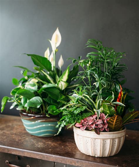 Seasonal Plants – Emily Herzig Floral Studio