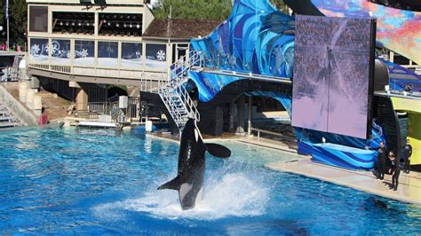 Sea World: Orca Encounter in San Diego