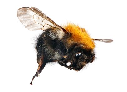 Carpenter Bee Identification Tips - Do You Have Them? | Island Pest Control