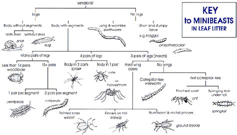 Minibeasts - Identifying Minibeasts | Young People's Trust For the ...