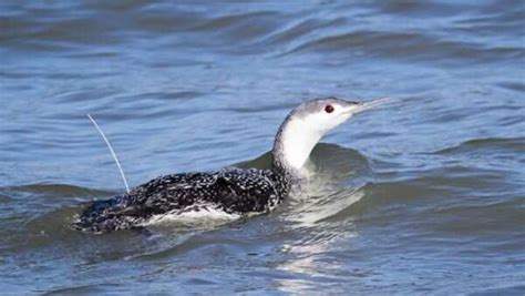 Study pinpoints annual migration of red-throated loons in the eastern US