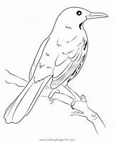 Brown Thrasher On Branch Coloring Page For Kids  Free Mockingbirds sketch template
