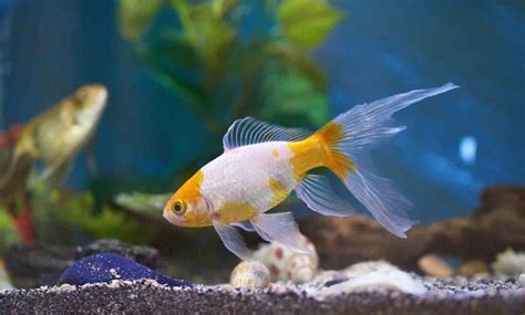 Cloudy Water in a Freshwater Fish Tank: Causes and How To Get Rid of It | BeChewy