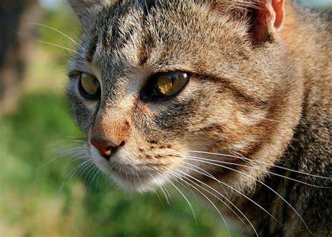 Feline Immunodeficiency Virus (FIV) | The Paw Blog