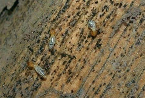 Termite Larvae and Baby Termites: A Complete Guide - PestSeek