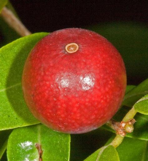 Guavaberries: Origins - Consumption - Nutrition Facts - Health Benefits