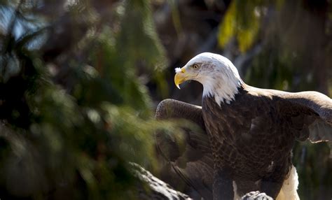 What Is The National Bird Of The USA? (And Why) Birdfact, 43% OFF